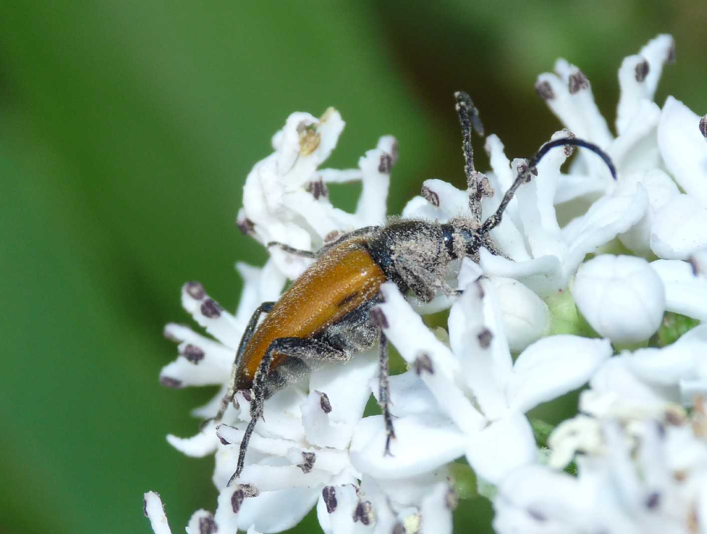 Paracorymbia fulva coperta di polline